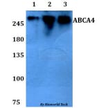 Anti-ABCA4 Antibody from Bioworld Technology (BS60799) - Antibodies.com