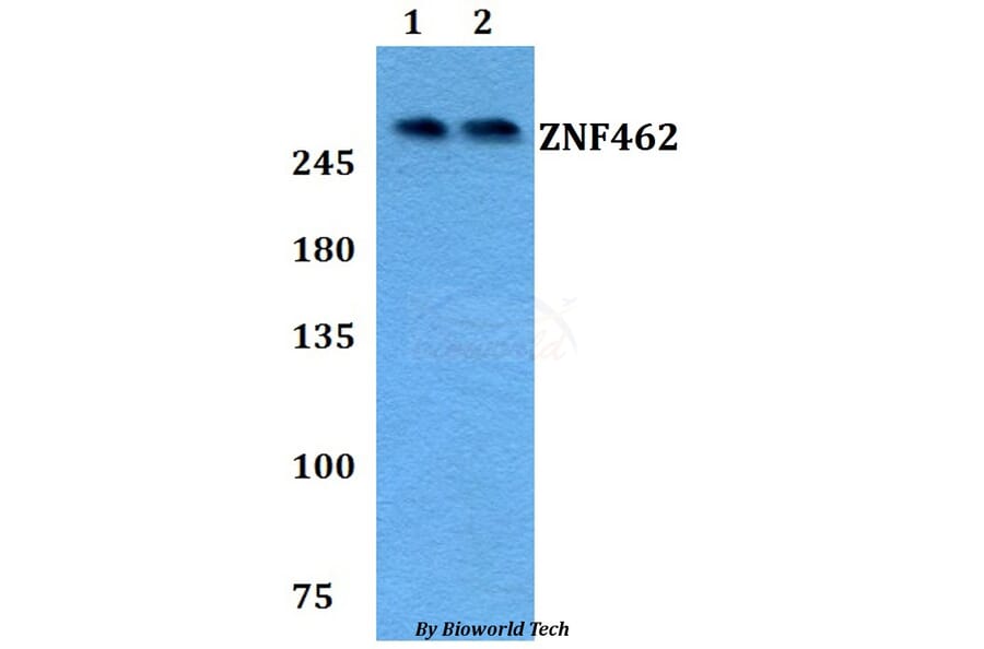 Anti-ZNF462 Antibody from Bioworld Technology (BS60800) - Antibodies.com