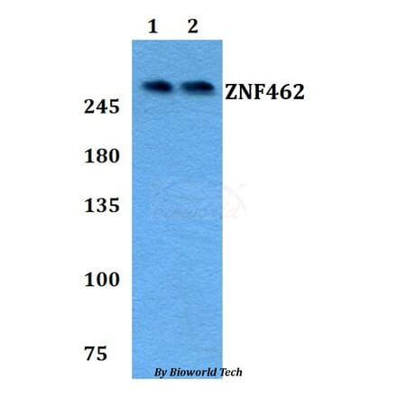 Anti-ZNF462 Antibody from Bioworld Technology (BS60800) - Antibodies.com