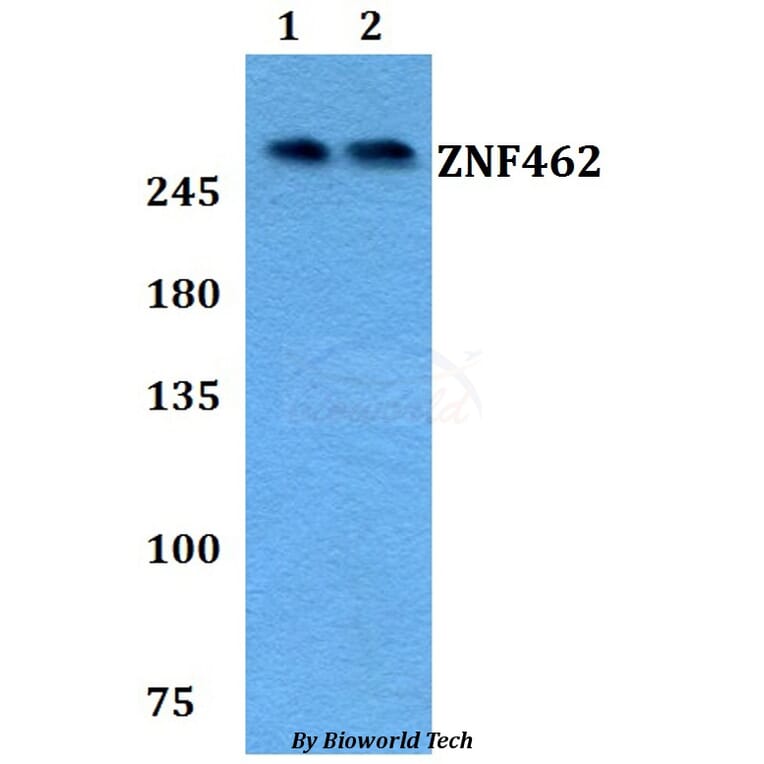 Anti-ZNF462 Antibody from Bioworld Technology (BS60800) - Antibodies.com