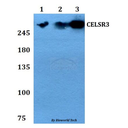 Anti-CELSR3 Antibody from Bioworld Technology (BS60801) - Antibodies.com