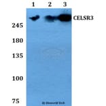 Anti-CELSR3 Antibody from Bioworld Technology (BS60801) - Antibodies.com