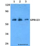 Anti-GPR123 Antibody from Bioworld Technology (BS60806) - Antibodies.com