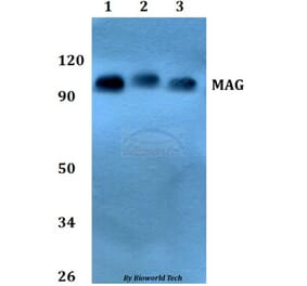 Anti-MAG Antibody from Bioworld Technology (BS60807) - Antibodies.com