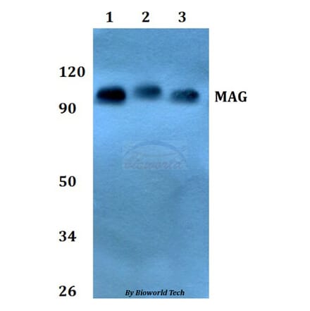 Anti-MAG Antibody from Bioworld Technology (BS60807) - Antibodies.com