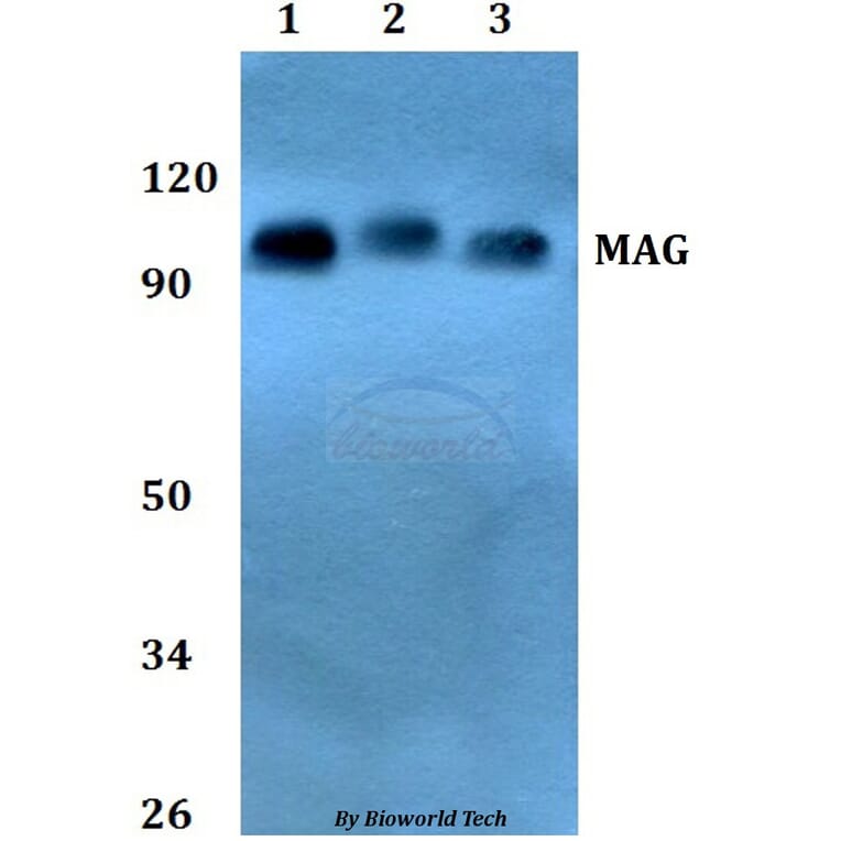 Anti-MAG Antibody from Bioworld Technology (BS60807) - Antibodies.com