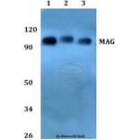 Anti-MAG Antibody from Bioworld Technology (BS60807) - Antibodies.com