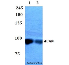 Anti-ACAN Antibody from Bioworld Technology (BS60808) - Antibodies.com