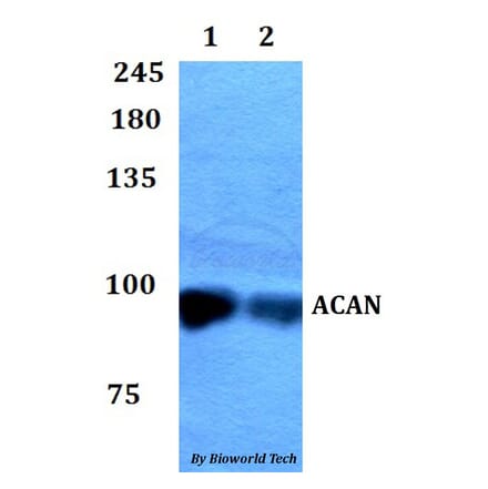 Anti-ACAN Antibody from Bioworld Technology (BS60808) - Antibodies.com