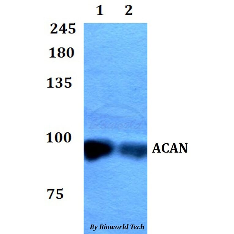 Anti-ACAN Antibody from Bioworld Technology (BS60808) - Antibodies.com