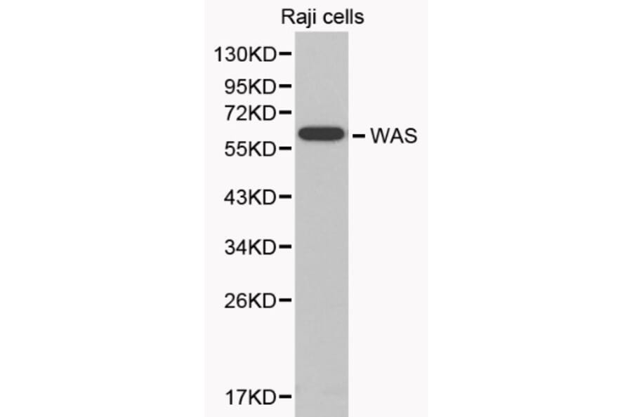 Anti-WASP Antibody from Bioworld Technology (BS6081) - Antibodies.com