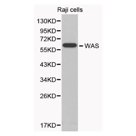 Anti-WASP Antibody from Bioworld Technology (BS6081) - Antibodies.com