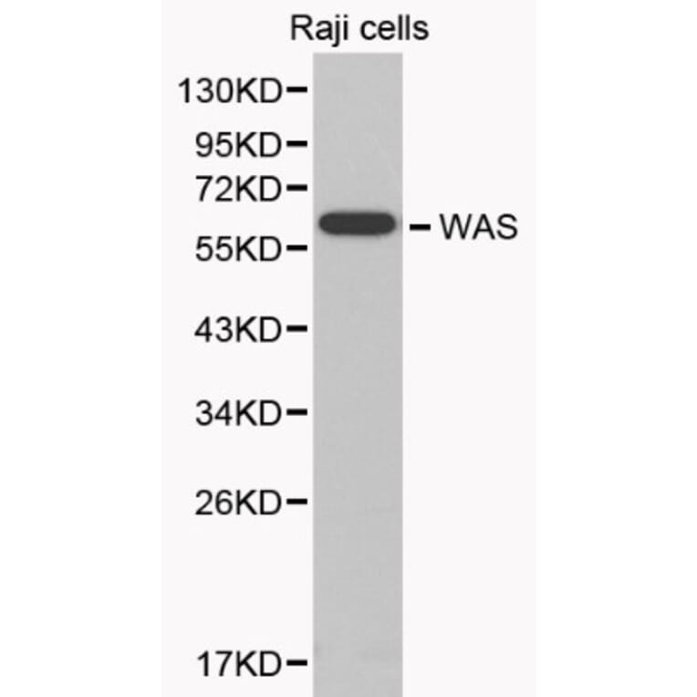 Anti-WASP Antibody from Bioworld Technology (BS6081) - Antibodies.com