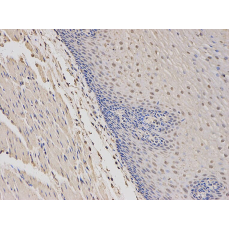 Anti-WASP Antibody from Bioworld Technology (BS6081) - Antibodies.com