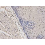Anti-WASP Antibody from Bioworld Technology (BS6081) - Antibodies.com