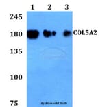 Anti-COL5A2 Antibody from Bioworld Technology (BS60811) - Antibodies.com