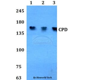 Anti-CPD Antibody from Bioworld Technology (BS60812) - Antibodies.com