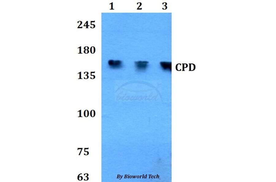Anti-CPD Antibody from Bioworld Technology (BS60812) - Antibodies.com