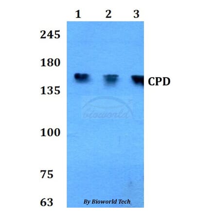 Anti-CPD Antibody from Bioworld Technology (BS60812) - Antibodies.com