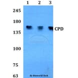 Anti-CPD Antibody from Bioworld Technology (BS60812) - Antibodies.com