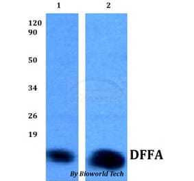 Anti-DFFA Antibody from Bioworld Technology (BS60819) - Antibodies.com