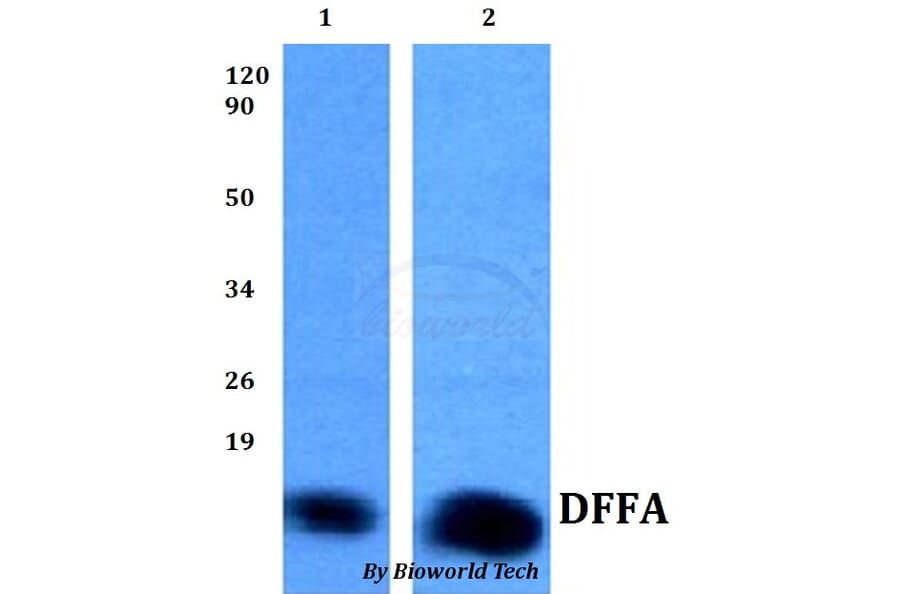 Anti-DFFA Antibody from Bioworld Technology (BS60819) - Antibodies.com