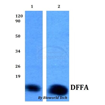 Anti-DFFA Antibody from Bioworld Technology (BS60819) - Antibodies.com