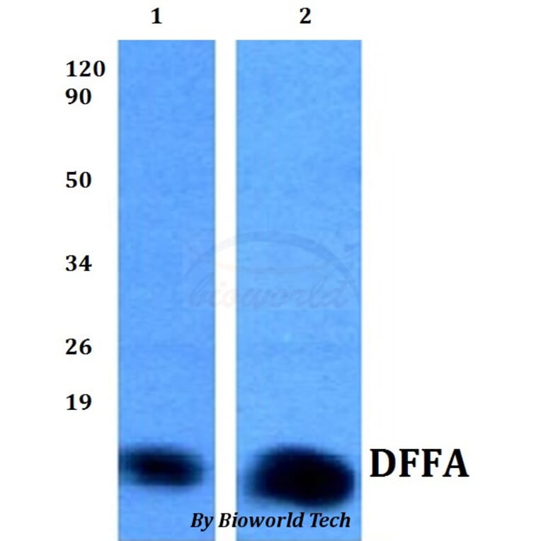 Anti-DFFA Antibody from Bioworld Technology (BS60819) - Antibodies.com