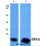 Anti-DFFA Antibody from Bioworld Technology (BS60819) - Antibodies.com