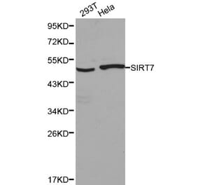 Anti-SIRT7 Antibody from Bioworld Technology (BS6082) - Antibodies.com
