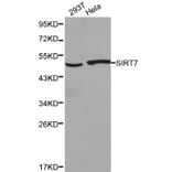 Anti-SIRT7 Antibody from Bioworld Technology (BS6082) - Antibodies.com