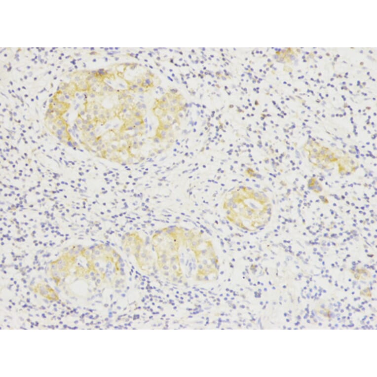 Anti-SIRT7 Antibody from Bioworld Technology (BS6082) - Antibodies.com