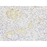 Anti-SIRT7 Antibody from Bioworld Technology (BS6082) - Antibodies.com