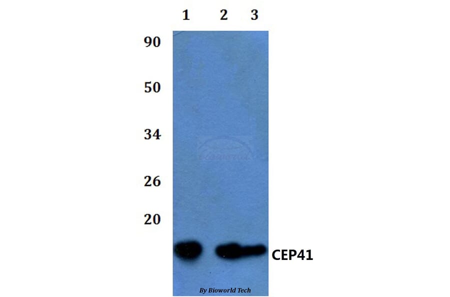 Anti-CEP41 Antibody from Bioworld Technology (BS60821) - Antibodies.com