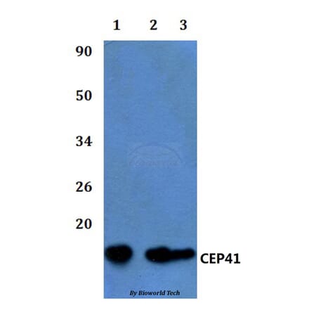 Anti-CEP41 Antibody from Bioworld Technology (BS60821) - Antibodies.com