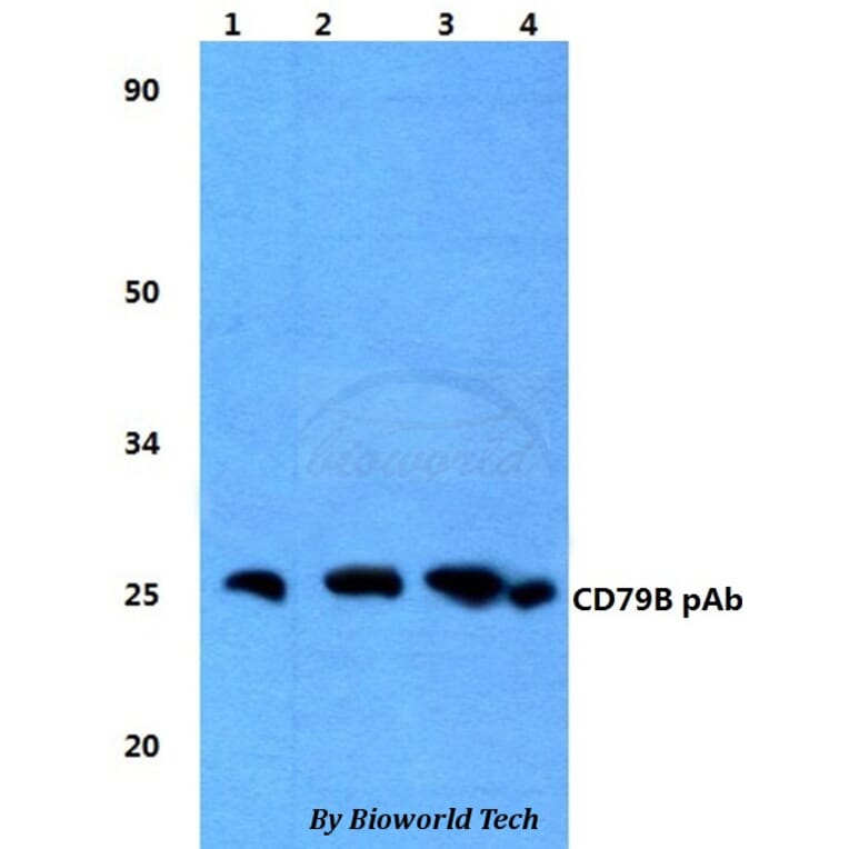 Anti-CD79B Antibody from Bioworld Technology (BS60825) - Antibodies.com