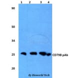 Anti-CD79B Antibody from Bioworld Technology (BS60825) - Antibodies.com