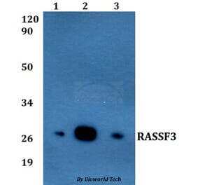 Anti-RASSF3 Antibody from Bioworld Technology (BS60826) - Antibodies.com