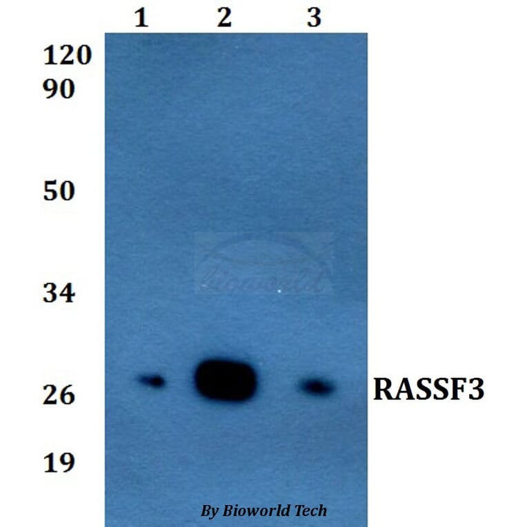 Anti-RASSF3 Antibody from Bioworld Technology (BS60826) - Antibodies.com