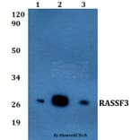 Anti-RASSF3 Antibody from Bioworld Technology (BS60826) - Antibodies.com