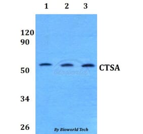 Anti-CTSA Antibody from Bioworld Technology (BS60829) - Antibodies.com