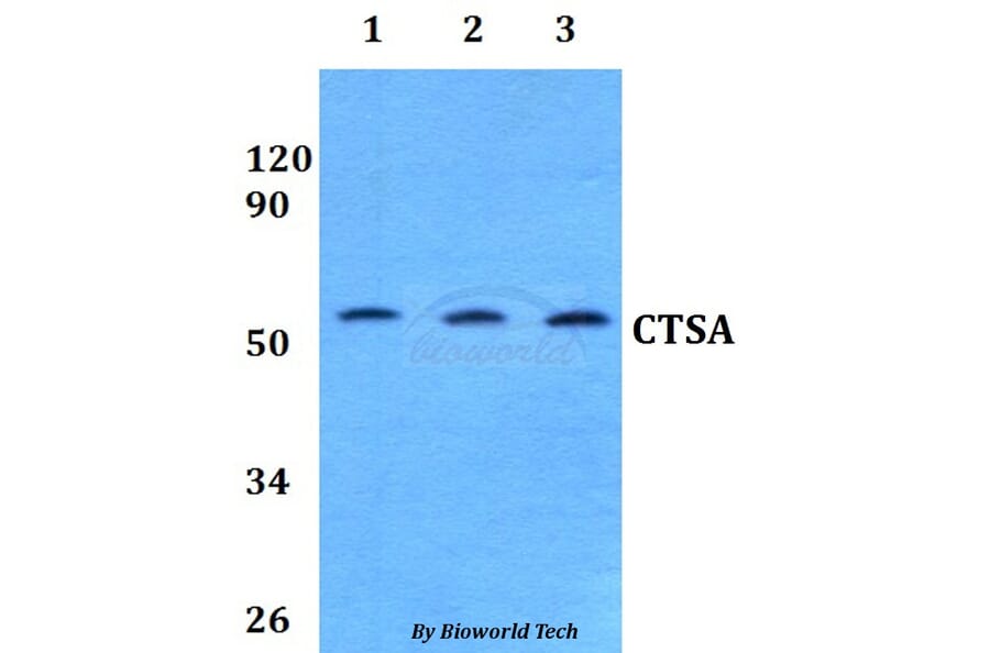 Anti-CTSA Antibody from Bioworld Technology (BS60829) - Antibodies.com