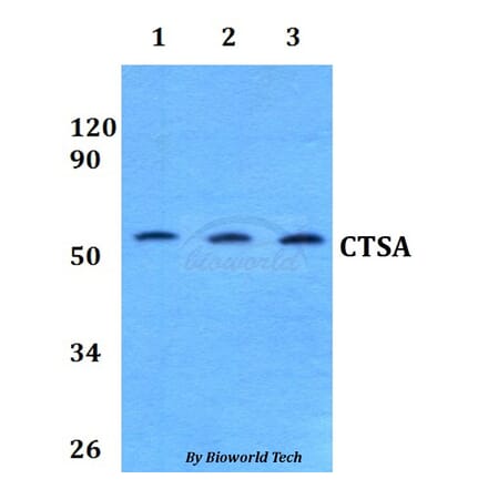 Anti-CTSA Antibody from Bioworld Technology (BS60829) - Antibodies.com