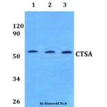 Anti-CTSA Antibody from Bioworld Technology (BS60829) - Antibodies.com