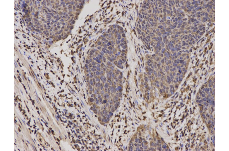 Anti-MyD88 Antibody from Bioworld Technology (BS6083) - Antibodies.com