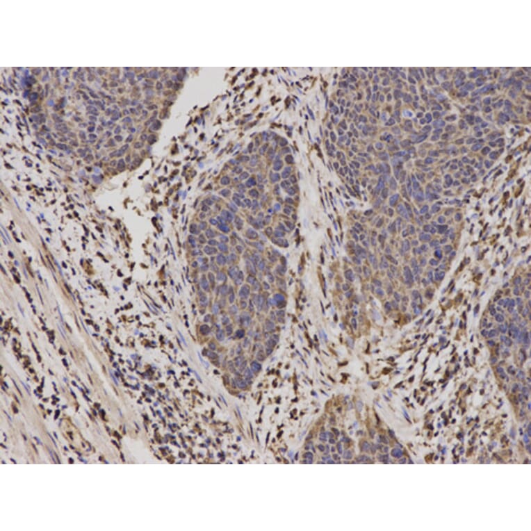 Anti-MyD88 Antibody from Bioworld Technology (BS6083) - Antibodies.com