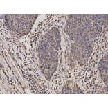 Anti-MyD88 Antibody from Bioworld Technology (BS6083) - Antibodies.com