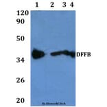 Anti-DFFB Antibody from Bioworld Technology (BS60830) - Antibodies.com