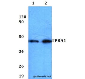 Anti-TPRA1 Antibody from Bioworld Technology (BS60833) - Antibodies.com