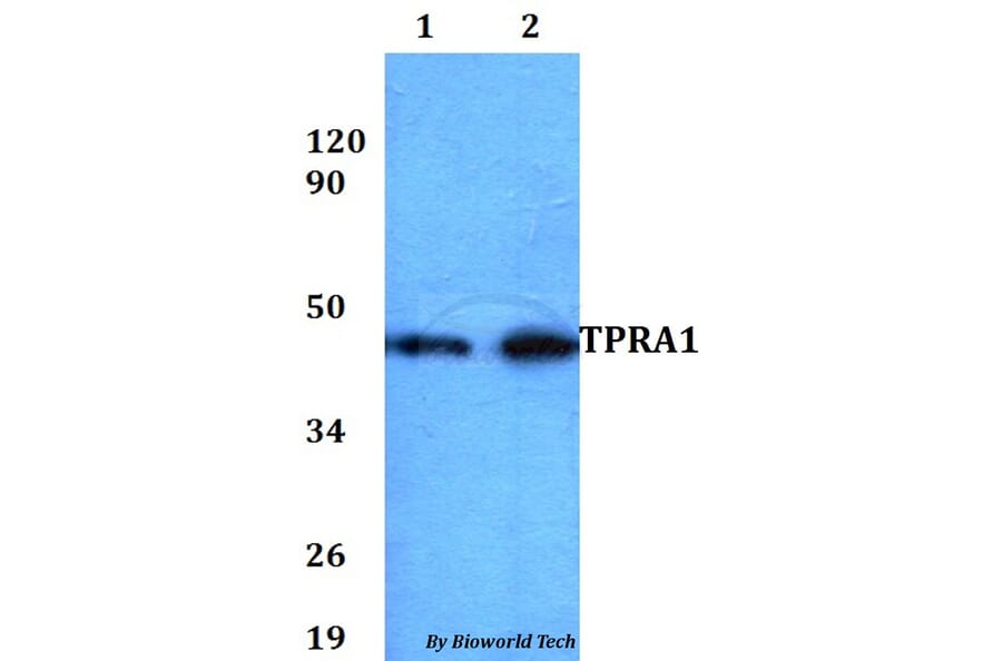 Anti-TPRA1 Antibody from Bioworld Technology (BS60833) - Antibodies.com